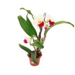 VASO-ORQUIDEA-CATTLEYA-P15
