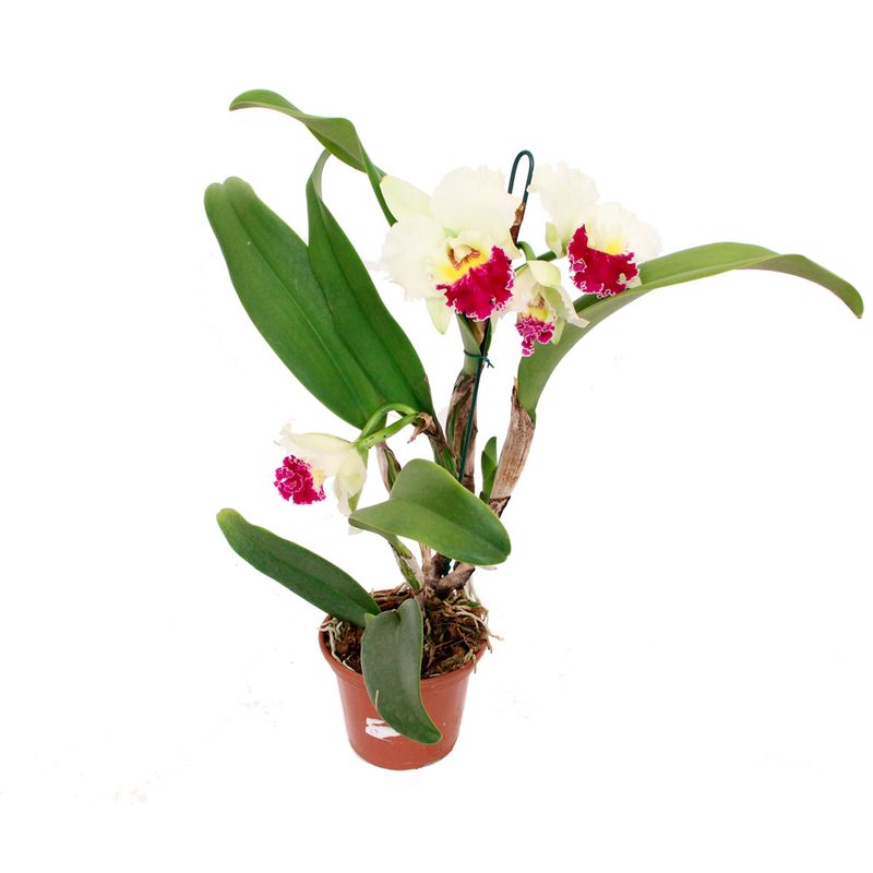 Vaso Orquídea Cattleya P15 |Savegnago (7898952484015)