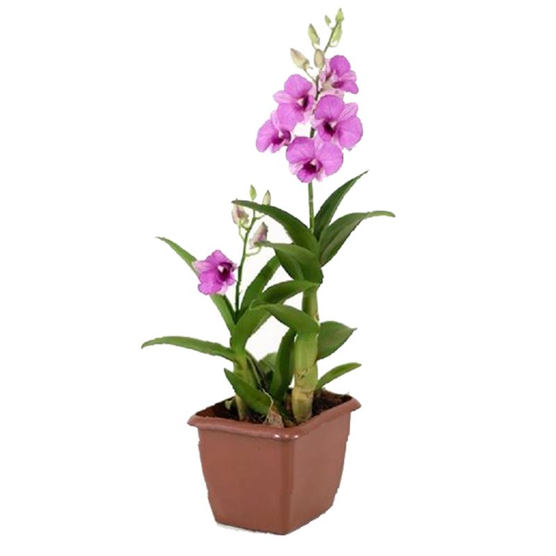 Vaso Orquídea Denphal Mini P12 |Savegnago (7890291349703)