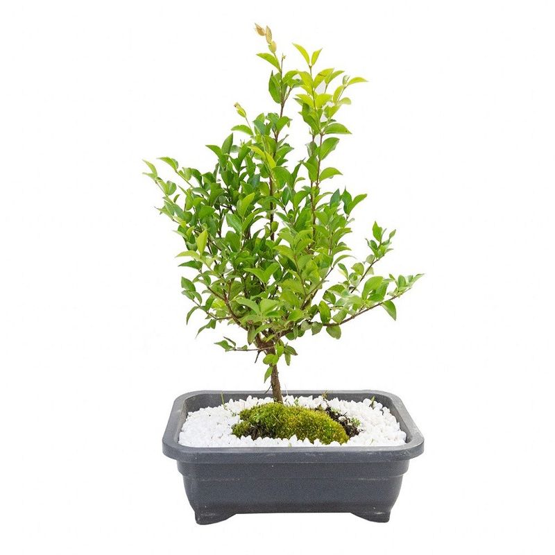 Vaso Bonsai 6 A 10 Anos (7890291325301)