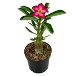 VASO-ROSA-DESERTO-P11