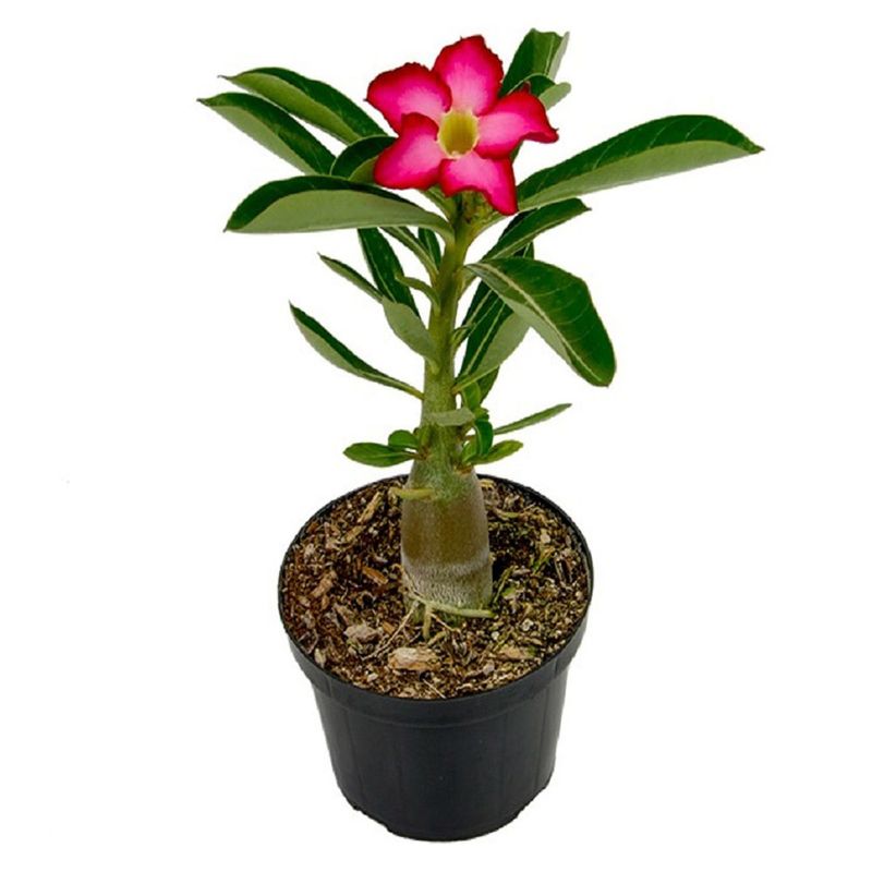 Vaso Rosa Deserto P11 |Savegnago (7890291337571)