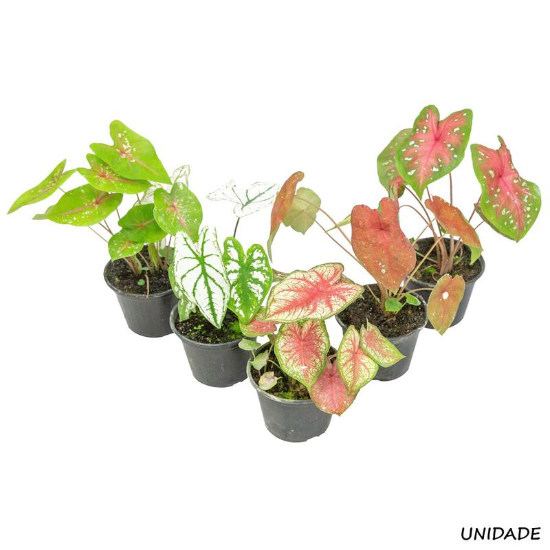 Vaso Caladium P11 (7890291489997)