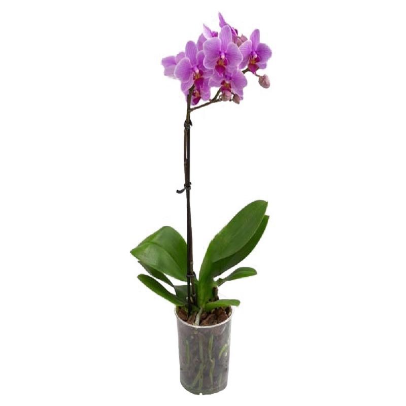 Vaso Orquídea Phalaenopsis Multiflora P12 |Savegnago (7890291368384)