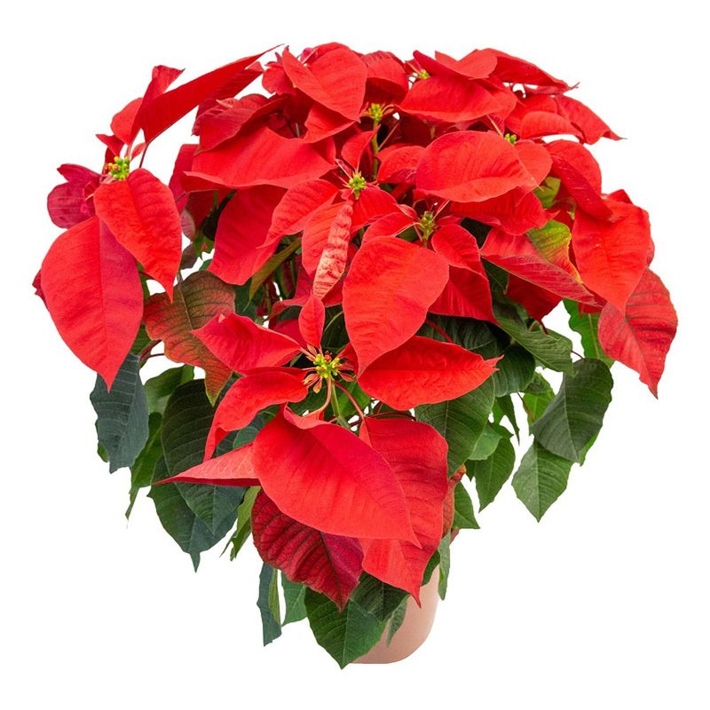 Vaso Poinsetia Vermelho P23 (7890291458580)