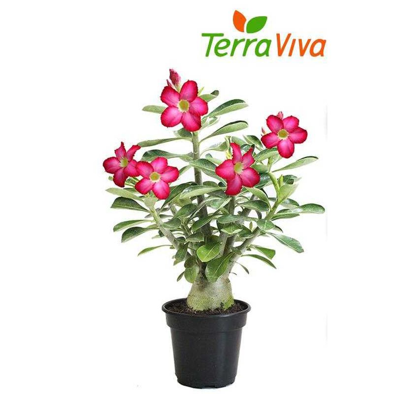 VASO-ROSA-DESERTO-P15