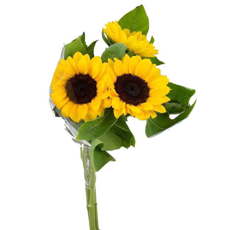Maço Girassol 50cm (7890291287746)