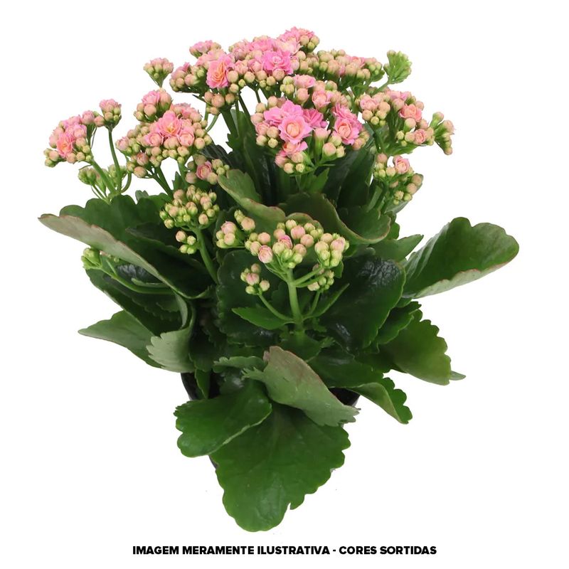 Vaso Kalanchoe Dobr P11 |Savegnago (7890291174091)