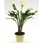 VASO-CALLA-COPO-LEITE-P14