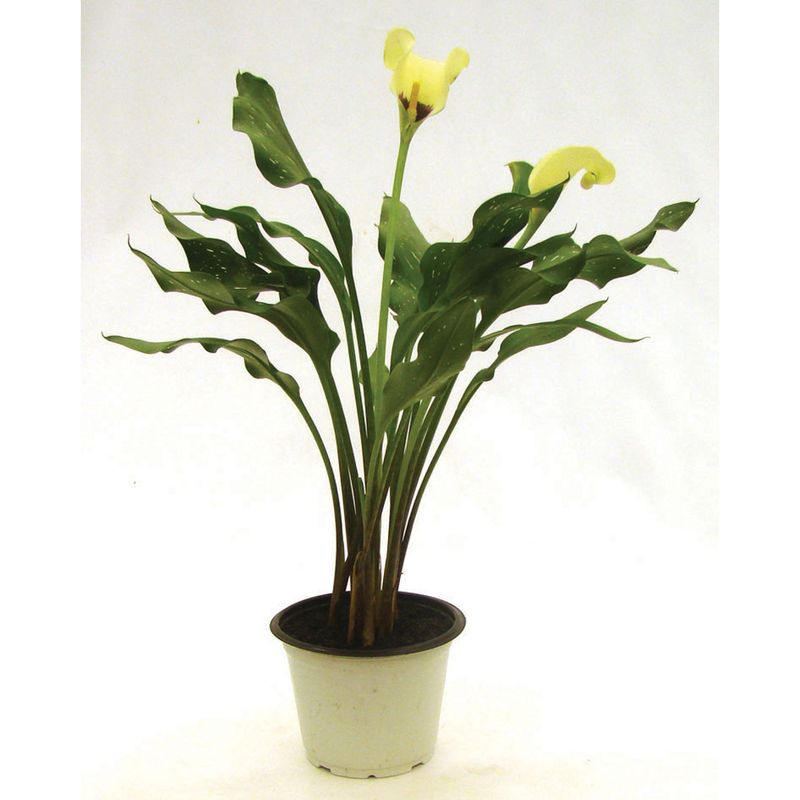 VASO-CALLA-COPO-LEITE-P14
