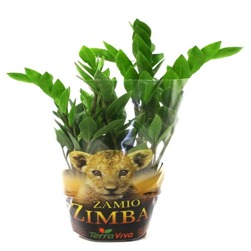Vaso Zamioculcas P09 |Savegnago (7890291478458)