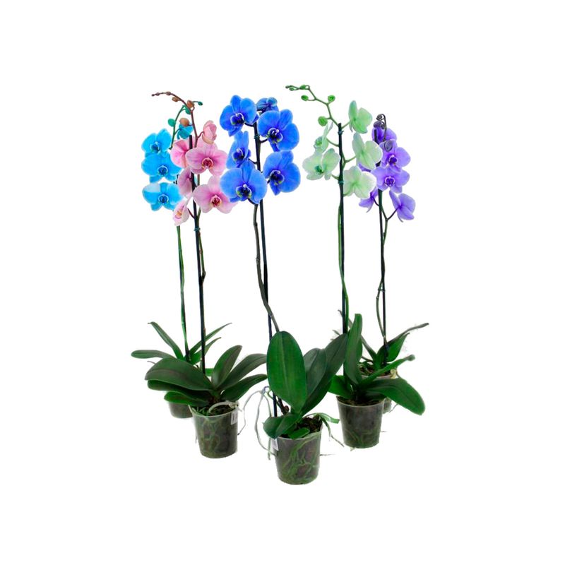 Vaso Orquídea Phalaenopsis Multicolor P12 |Savegnago (7890291474382)