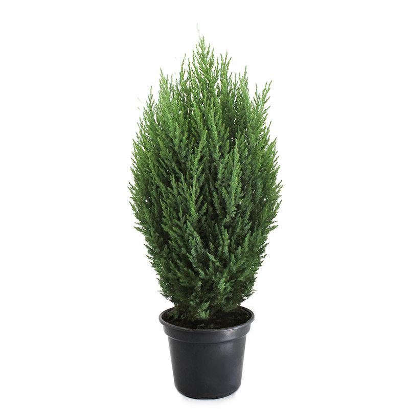 Vaso Tuia Strickita P20 (7890291312813)
