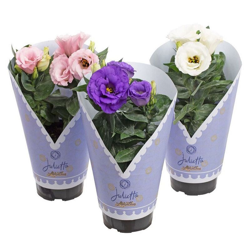 Vaso Lisianthus Variado P12 (7890291517058)