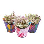 VASO-TOSTAO-ROSA-C08