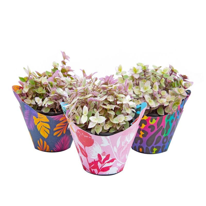 Vaso Tostão Rosa C08 (7890291504591)