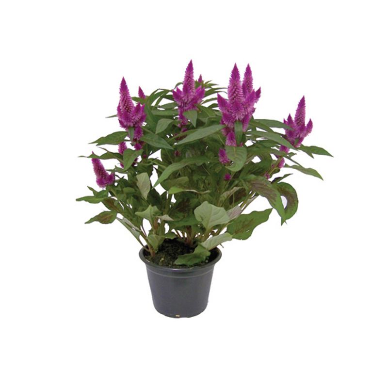 Vaso Celosia Var P15 (7890291504812)