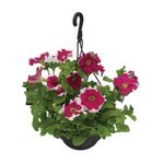 VASO-PETUNIA-C21