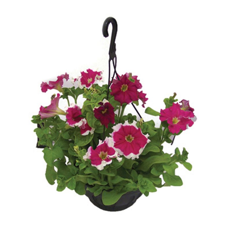 VASO-PETUNIA-C21