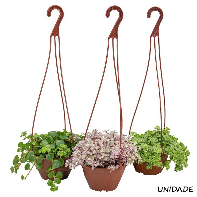 Vaso Suculenta C13 Pendente |Savegnago (7890291326551)