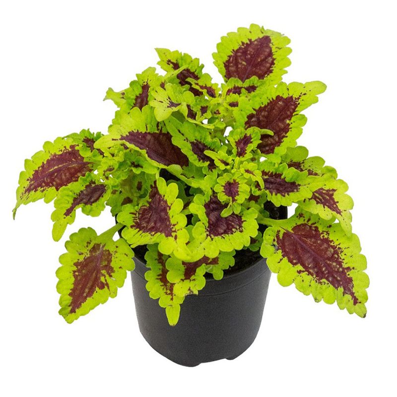 Vaso Coleus P06 (7898954444444)