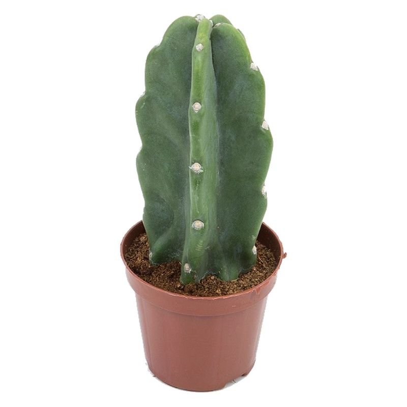 Vaso Cactus Mandacaru P11 Sem Espinho (7890291293594)