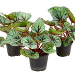 VASO-BEGONIA-REX-P06