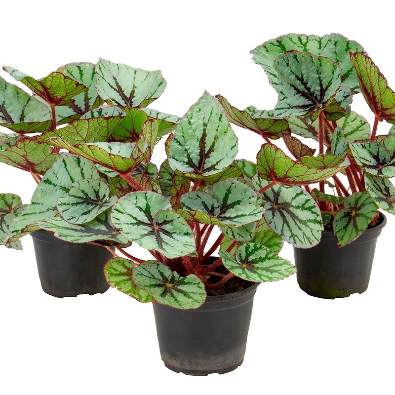 Vaso Begônia Rex P06 |Savegnago (7890291510141)