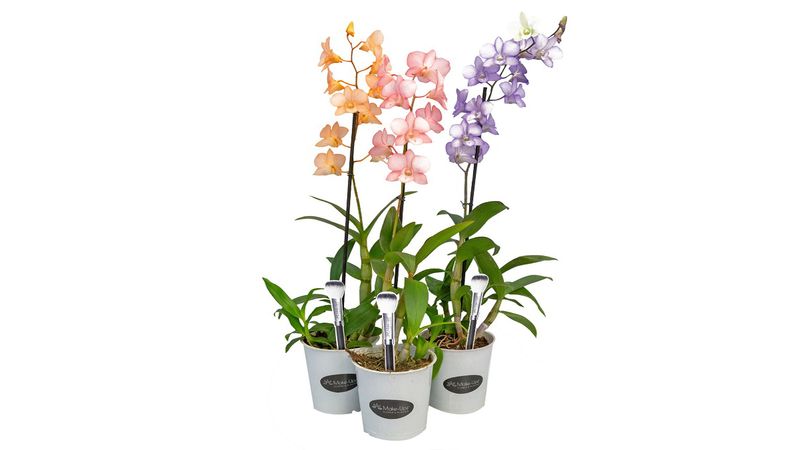 Vaso Orquídea Denphalaen Colours P12 - Supermercado Savegnago