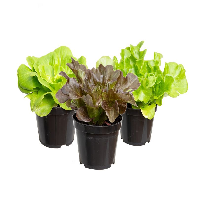 Vaso Alface Ornamental P11 (7890291492454)
