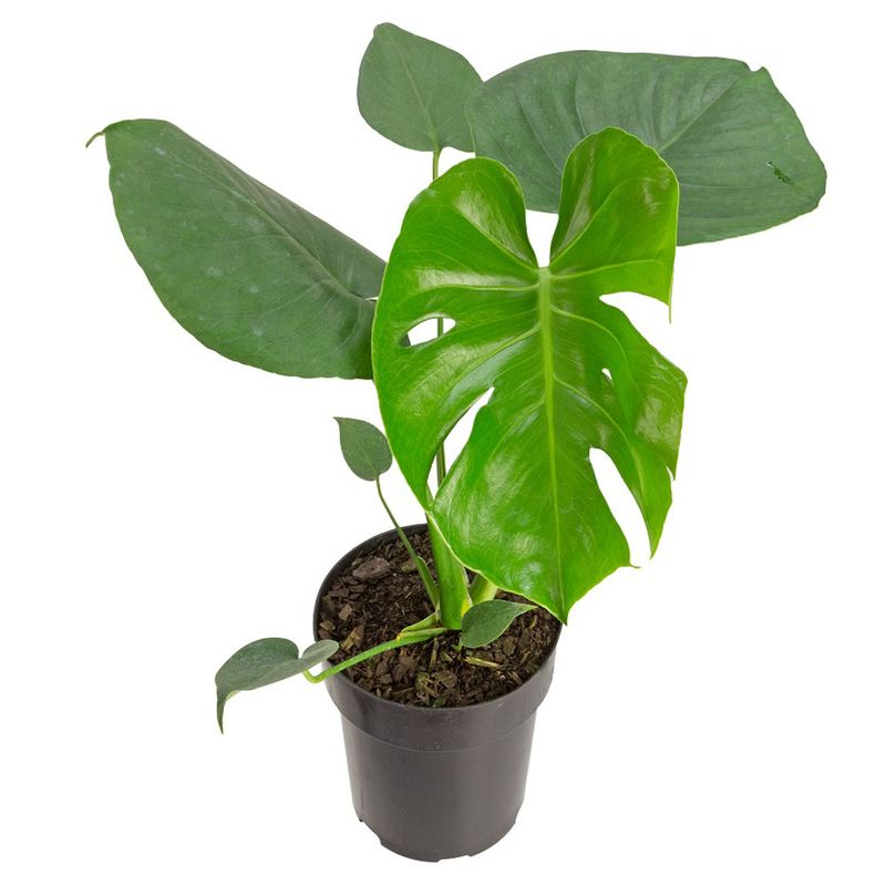 Vaso Monstera P17 (7890291520164)