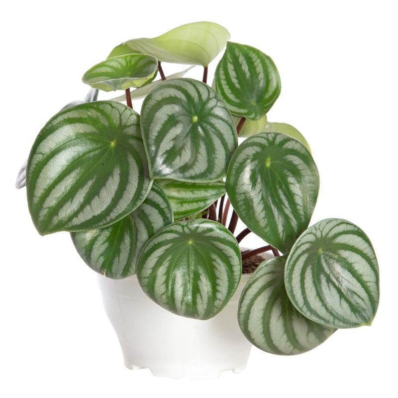 Vaso Peperomia Melancia C13 (7890291331166)