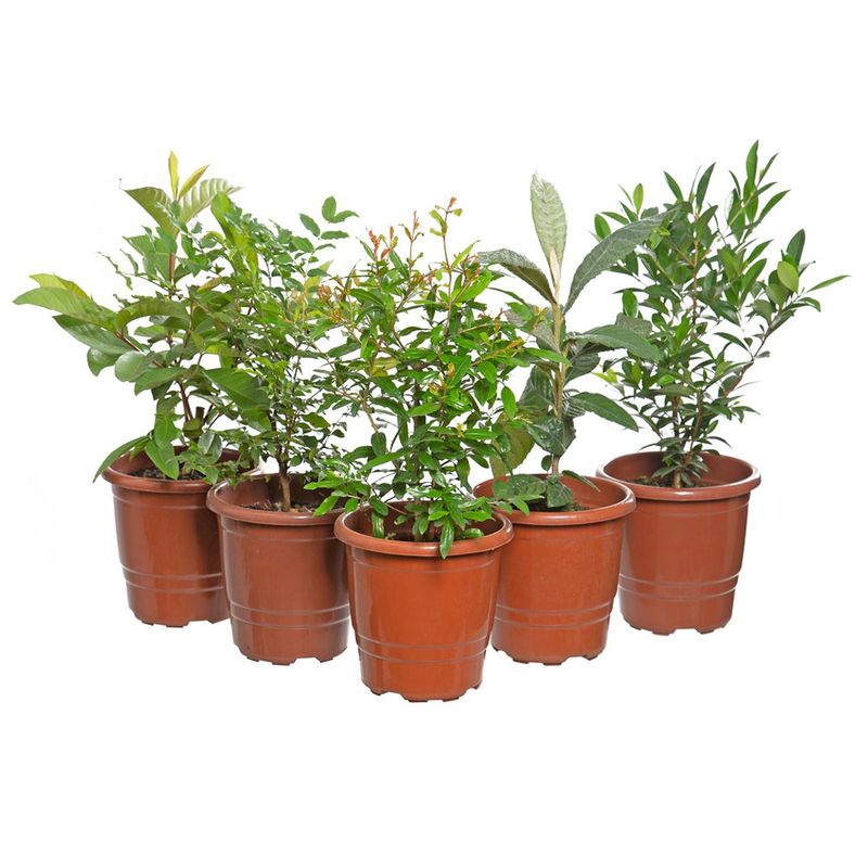 Vaso Frutíferas Variadas P17 (7890291256469)