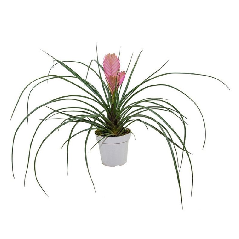 Vaso Tillandsia Cyanea P12 (7890291075596)