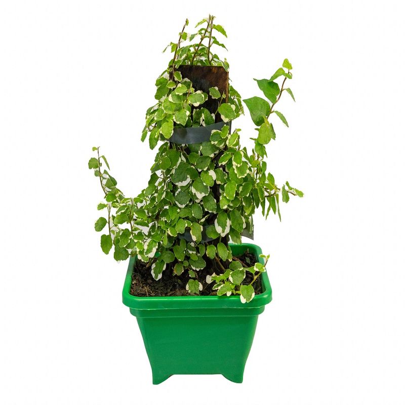 Vaso Unha Gato Quadrado Planta Oriental P17 (7890291481861)