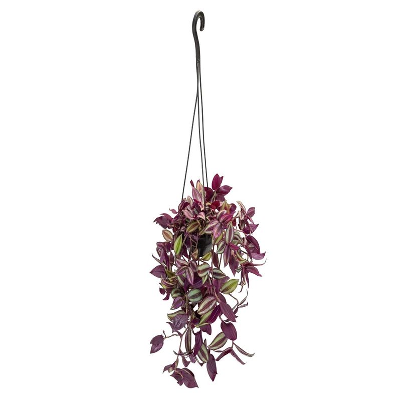 Vaso Tradescantia C13 (7890291233927)