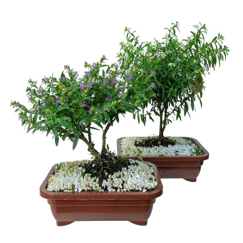 Vaso Bonsai Jovem Plastico 1,1L (7890291352192)