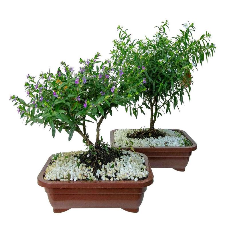 VASO-BONSAI-JOVEM-PLAST-11L-C-FLOR