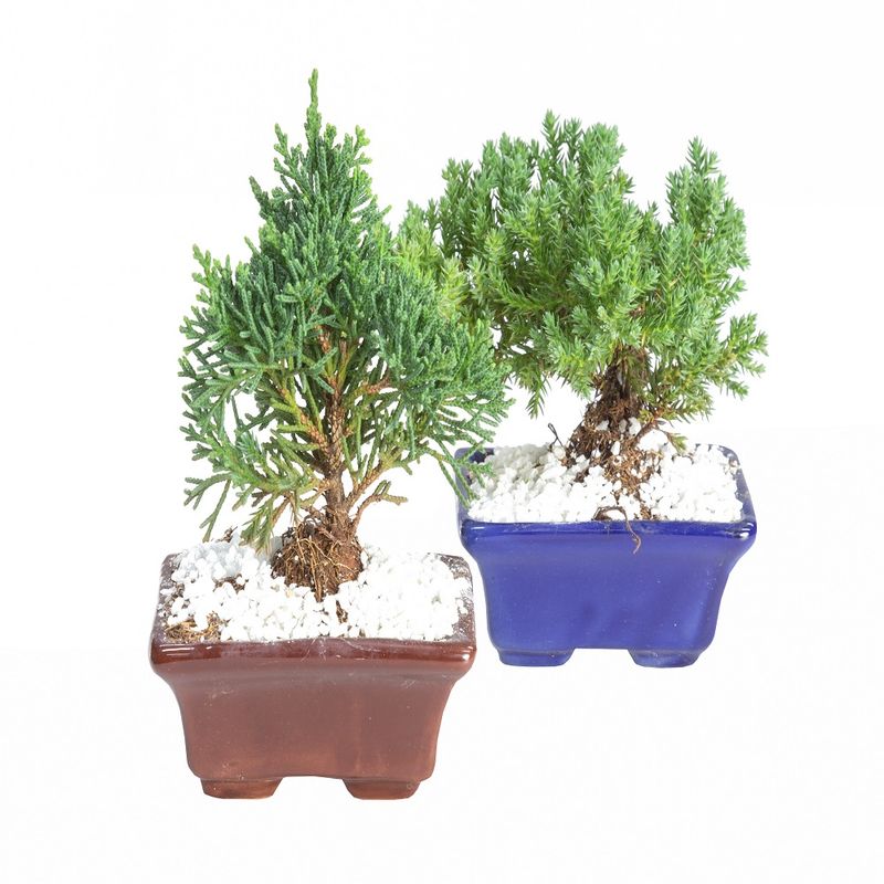 Vaso Bonsai Jardineira 9cm (7890291517485)