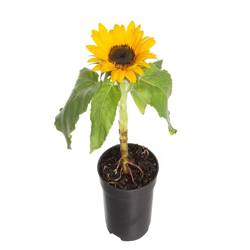 Vaso Girassol Sunny Smile P06 (7890291492744)