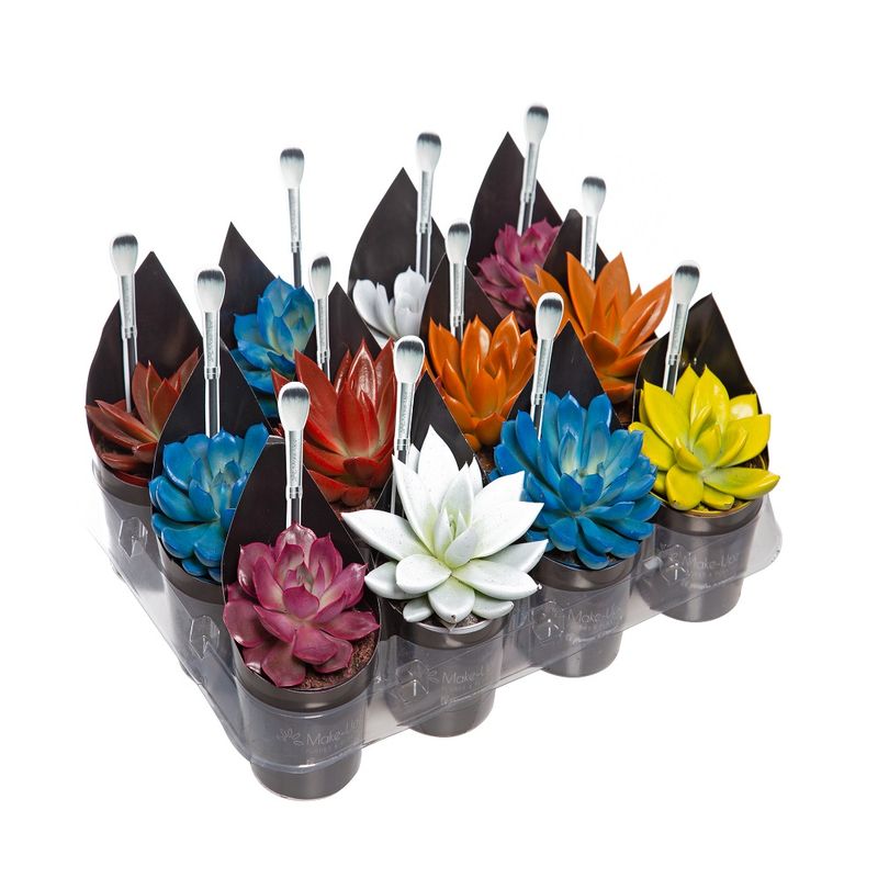 Vaso Echeveria Colors P09 (7890291470759)