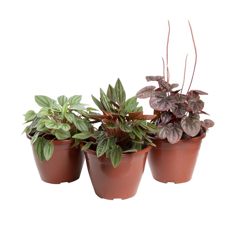 Vaso Peperomia Min C13 Variado (7890291277754)