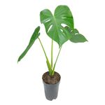 VASO-MONSTERA-DELICIOSA-P16