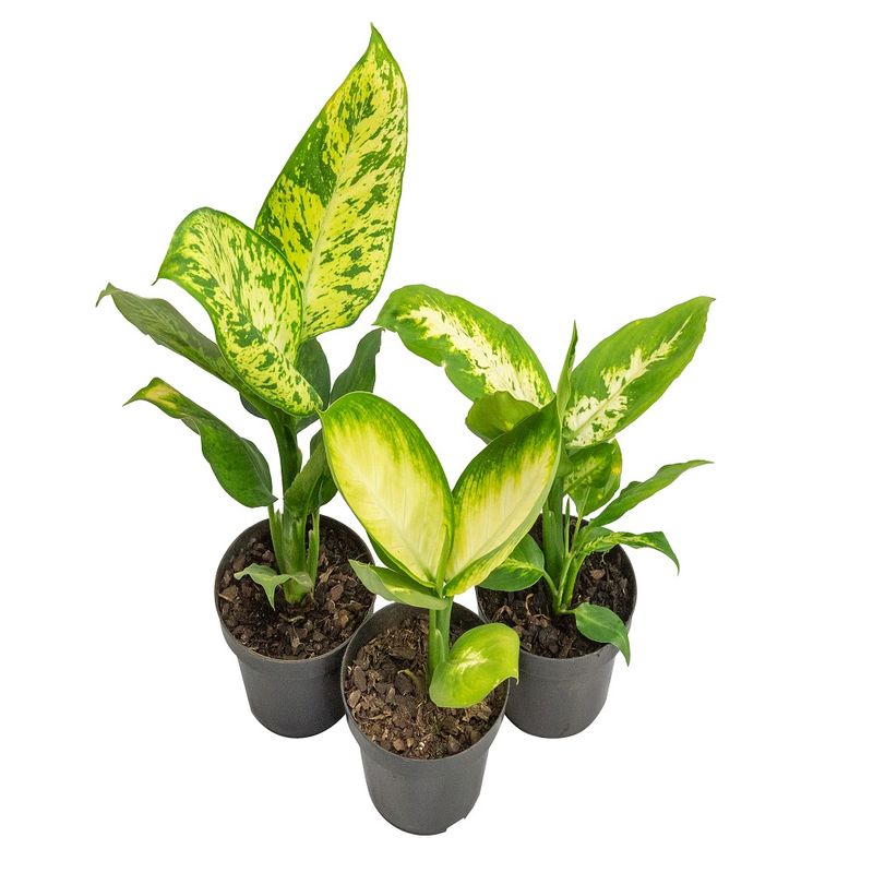 Vaso Dieffenbachia P11 (7890291093705)