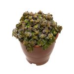 VASO-SEDUM-MAKINOI-TORNADO-C13