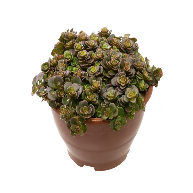 VASO-SEDUM-MAKINOI-TORNADO-C13