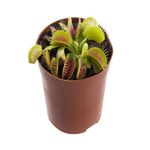 VASO-PLANTA-CARNIVORA-P09-DIONAEA