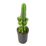VASO-CACTUS-ACANTHOCEREUS-TETR-P09