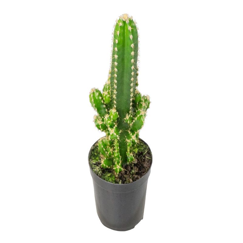 VASO-CACTUS-ACANTHOCEREUS-TETR-P09