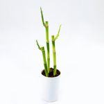 VASO-DRACENA-LUCKY-BAMBOO-P12